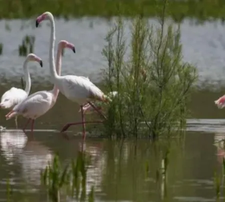 Taray Flamingo *