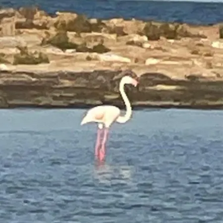 Taray Flamingo